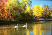 Canada and New England Fall Voyage