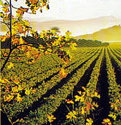 Wine Country